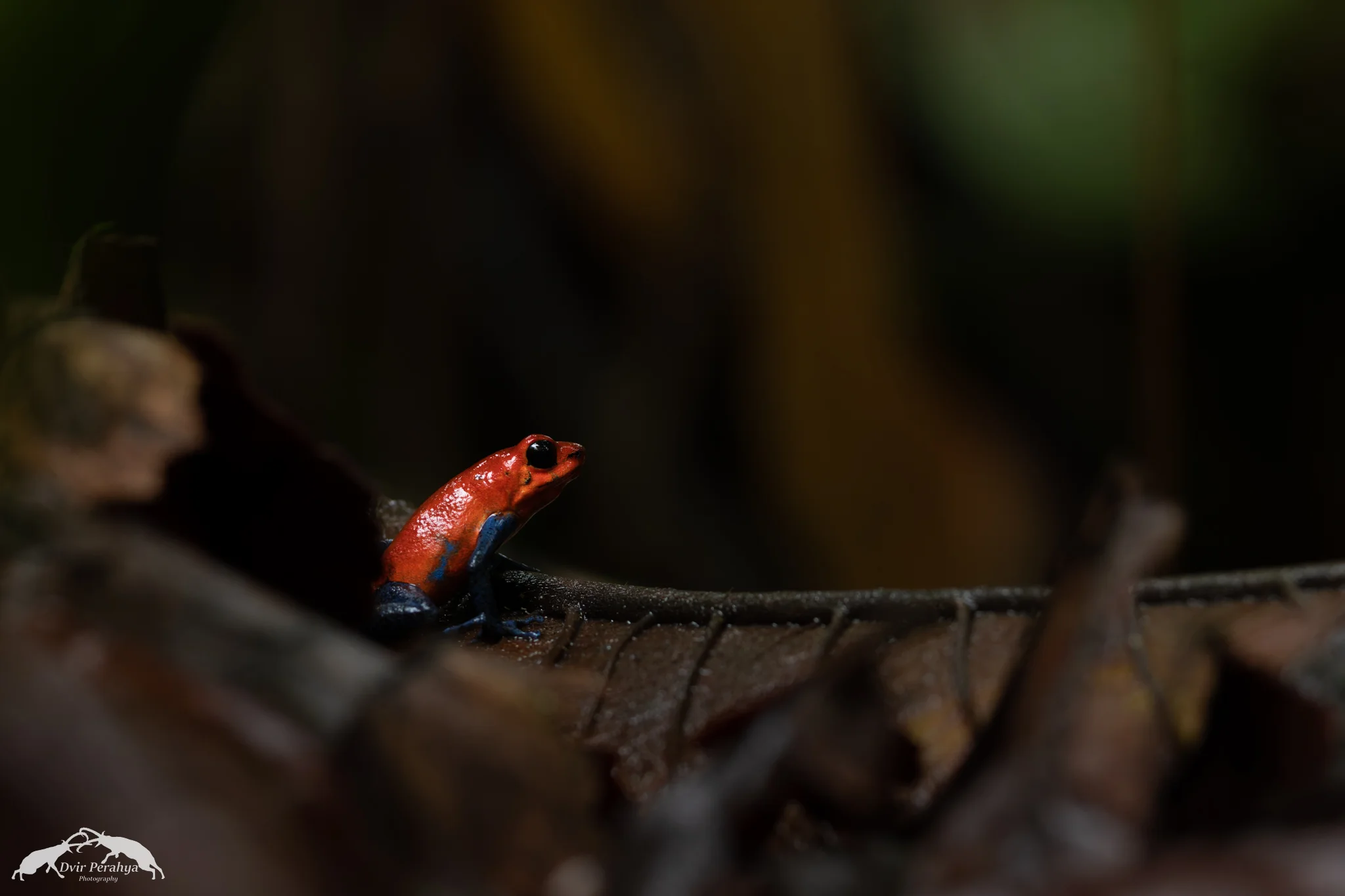 Strawberry poison dart frog, Arenal
